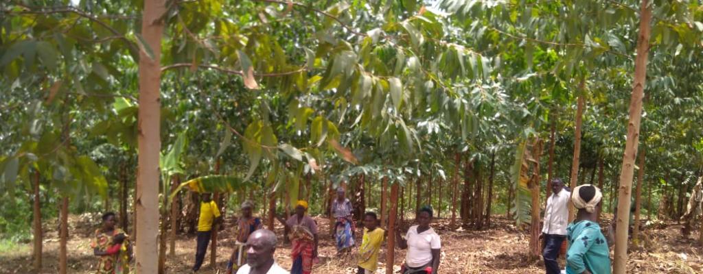 Beneficiaries of mukarama tree project after a long day work in their tree project Beneficiaries of mukarama tree project after a long day work in their tree project